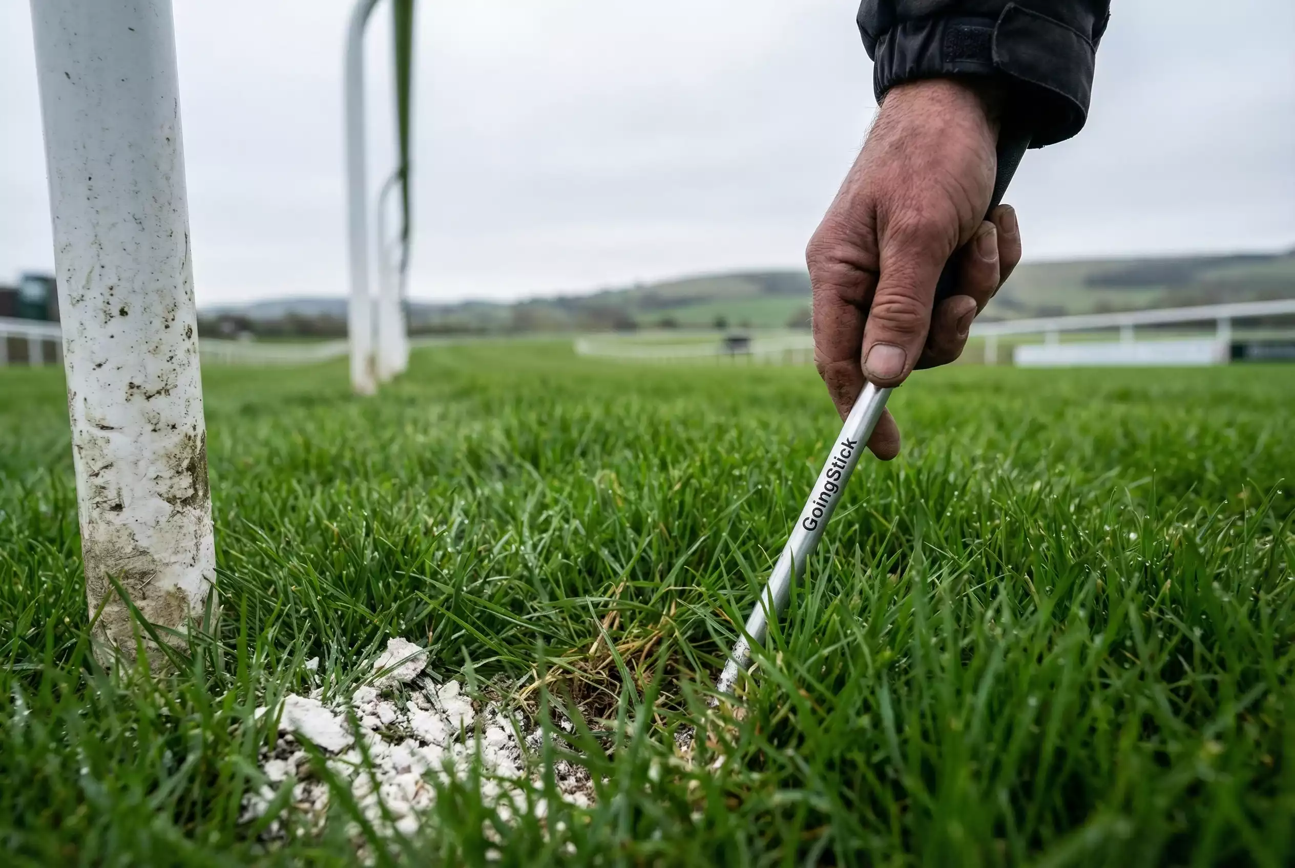 Close-up of Goodwood's chalk downland turf being inspected for going conditions