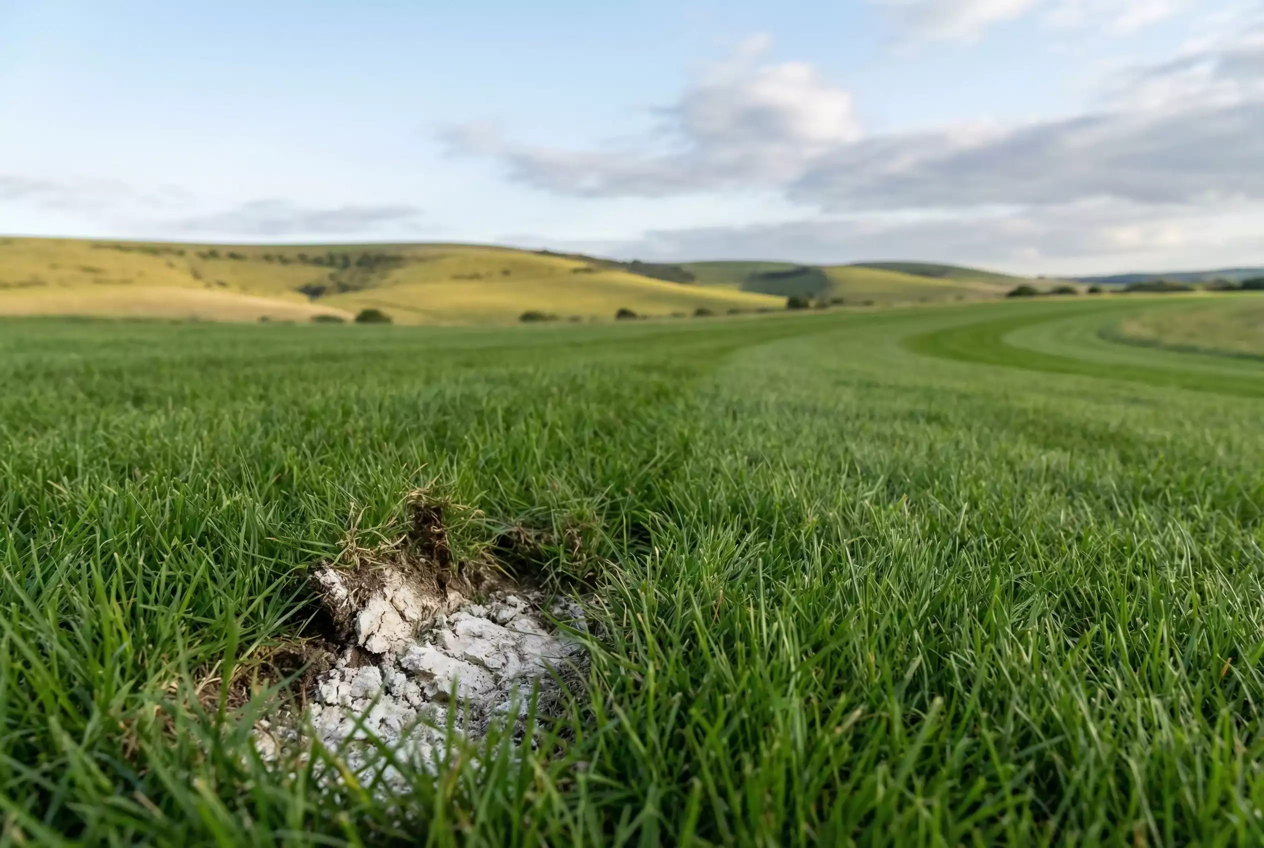 Close-up of Goodwood